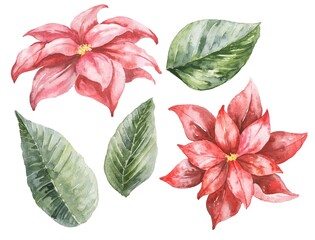  Watercolor red Christmas flowers and green leaves on white background. Watercolour poinsettia illustration.