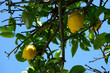 Shiny yellow lemons on a green tree at the italian amalfi coast, where people love the lemocello made with fresh fruits