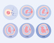 six embryo development phases
