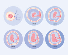 Six Embryo Development Phases