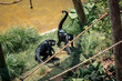 Spider monkeys roaming around their enclosure