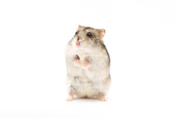 Wall Mural - adorable hamster standing on his rear paws