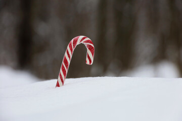 Wall Mural - Christmas candy cane in winter forest on the snow. Background for New Year celebration, cold weather