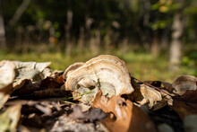 Fungus On A Log