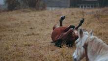 Horses Outdoors. Horse Rolling On Ground. A Large Brown Funny Horse Falls Out On Grass, Is Rolled Out On Ground, On Meadow Paddock On A Ranch Or Farm At Autumn.