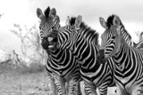 Fototapeta Konie - Zebra Stallions 13829 BW