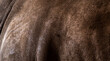 White rhinoceros (Ceratotherium simum) skin texture close-up