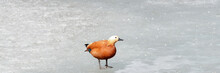 Alone Orange Duck Stands In The Middle Of A Frozen Pond.