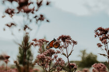 An Orange Monarch Butterfly Climbing A Sprig Of Flowers In A Garden