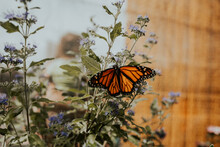 Orange Monarch Butterfly Perched On Purple Flowers And Greenery