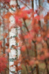 Wall Mural - Autumn forest, birch (Betula pendula) tree trunk and colorful leaves.