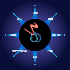 Wall Mural - Pituitary gland hormones