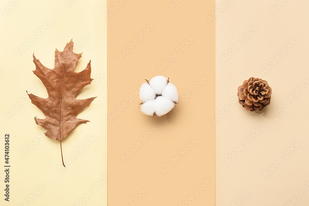 Cotton flower, leaf and fir cone on beige background