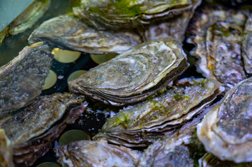 Live oysters filter flowing water close up