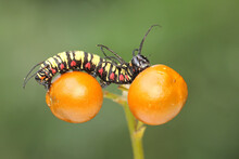 A Caterpillar Is Foraging In A Bush. 