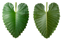 Elephant Ear Plant Leaf, Collection Of Large Tropical Green Leaves Native To Southeast Asia, Isolated On White Background