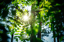 Bright Rays Of Sun Break Through The Green Foliage Of Trees. Beautiful Summer Floral Bokeh Background. Photo Wallpapers.