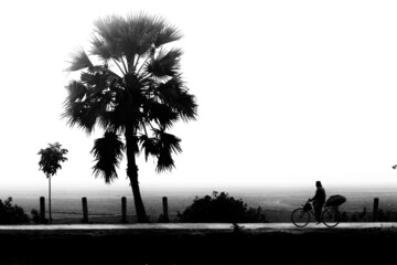  silhouette of a palm tree