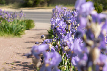 Purple irises bloom close-up in the garden. The color of the year 2022 is Very Peri blue purple. Atmospheric spring floral background. Delicate irises adorn city flower beds and parks. selective focus