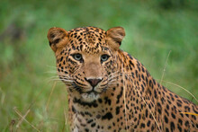 Indian Leopard Closeup Face Portrait, Panthera Pardus Fusca, Jhalana, Rajasthan, India