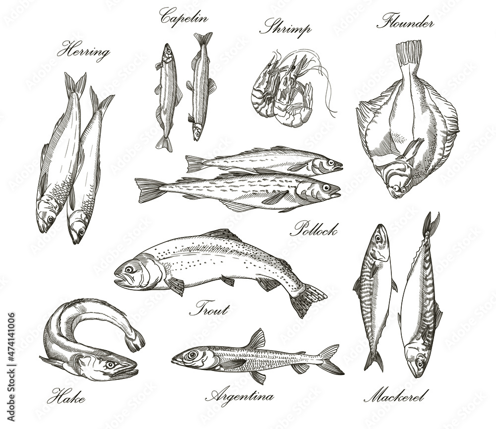 Vector graphics, drawings by hand. Fish.Capelin, herring, shrimp ...