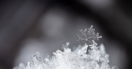 Wall Mural - Beautiful ice crystal lies in the snow, Christmas And Winter Background