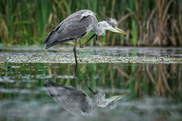 Aufkleber - A grey, heron standing in water scratching. Its head feathers are sticking up. The reflection is in the water