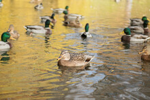 Ducks Swim On The Pond