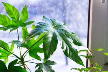 Close up living room potted plants in winter day