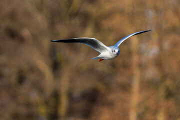 Wall Mural - The European Herring Gull, Larus argentatus is a large gull