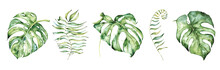Watercolor Monstera Leaves Set. Tropical Plant Hand Drawn Illustration