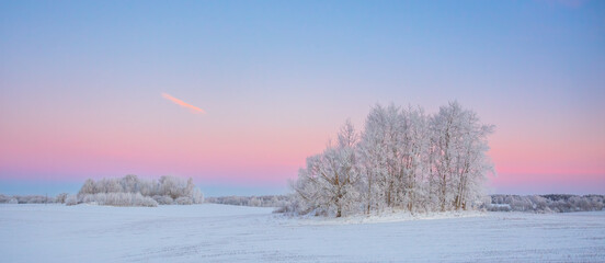 cold winter landscape with morning light, frozen trees and snow cover, snowy winter, north