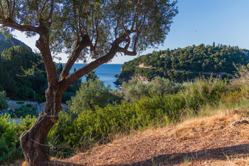 Wall Mural - Coast of Corfu island next to Paleokastritsa, Greece.