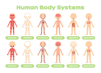 Set of Human Body Systems. Template. Muscular Skeletal Circulatory Nervous Digestive and Respiratory. Front Back view. Lesson Anatomy. Education with Kids. Poster for Medical Childrens design. Vector.