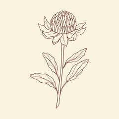 Hand drawn waratah illustration. Australian native flower