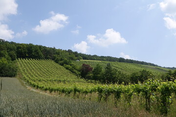 Canvas Print - Weinberg bei Eibelstadt