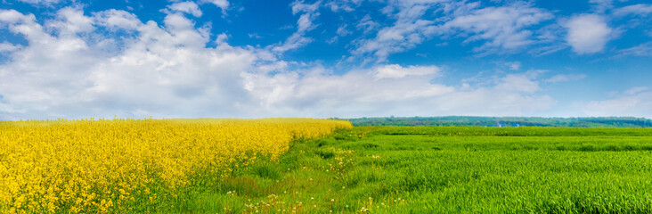  Wide field with yellow rapeseed flowers and green grass, picturesque sky over the field on a sunny spring day