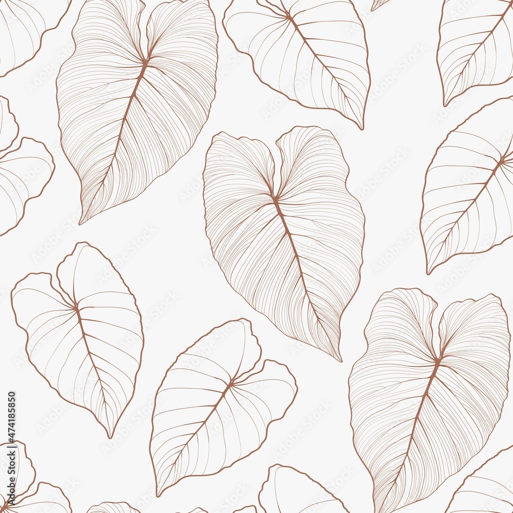 philodendron tropical Philodendron Brandi