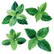 Fresh mint leaves and stems on isolated white background, watercolor illustration, peppermint 