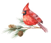 Watercolor Red Cardinal On A Branch. Watercolour Winter Season Illustration.