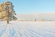 Mighty pine tree, snow-covered field, human tracks in a fresh snow. Pure sunlight. Winter wonderland. Ecology, ecotourism, environmental conservation, christmas vacations, skiing
