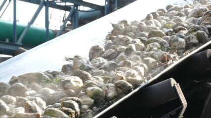 Wall Mural - Sugar beet on a conveyor belt transporting to the food processing plant, sugar factory