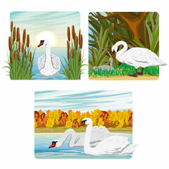 Wall Mural - Set of compositions with white swans with different environments and seasons. Mute swans swim on the lake and watch the chicks. Realistic vector landscape