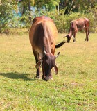 Fototapeta Konie - cows grazing in a meadow