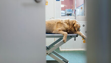 Dog On Table In Veterinarian Clinic