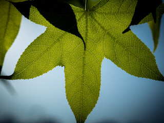 Close up of a green leaf on a blue sky 