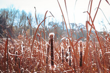 Cattails In A Wetlands During The Fall