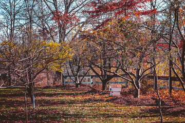 Poster - Small orchard at the gardens in the fall