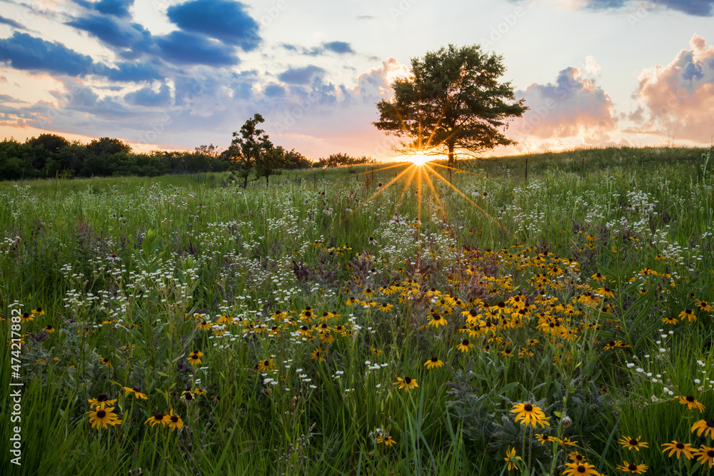 Praire Field Spring Spectatcular sunburst at sunset over a prairie field of wildflowers ...