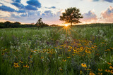Fototapeta  - Spectatcular sunburst at sunset over a prairie field of wildflowers, Shoefactory Prairie Nature Preserve, ELgin, IL.